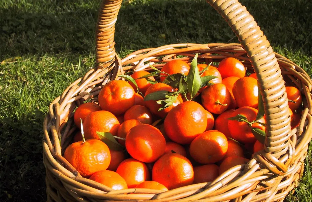 Finca Cas Sant-1